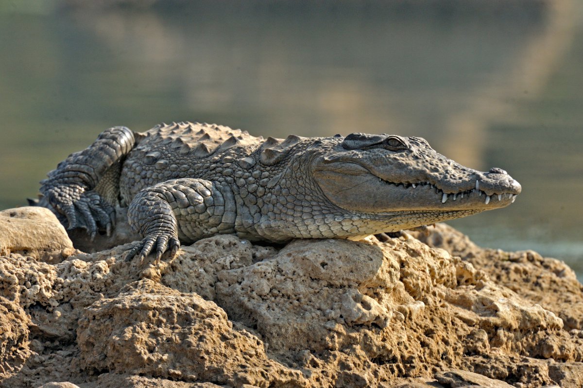 A crocodile laying on a rock.